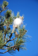 Nid de chenilles processionnaires