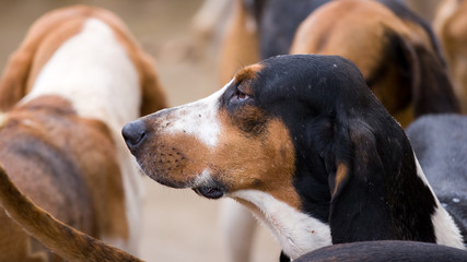 Chien de chasse