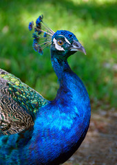 Peacock