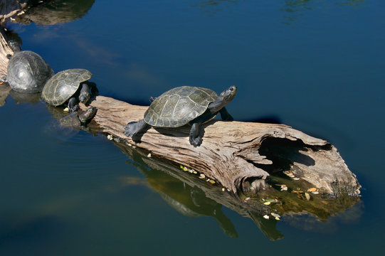Turtles on Driftwood