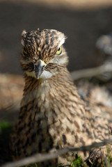 triel, Triele, vogel