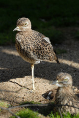 Triel, Triele, vogel