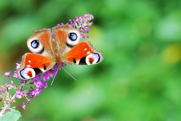 Peacock butterfly