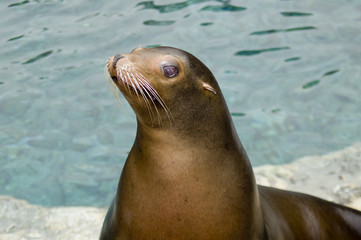 Patagonian Sea Lion