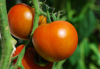 Tomatoes