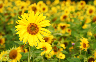Sunflower
