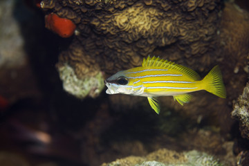 blue-striped snapper