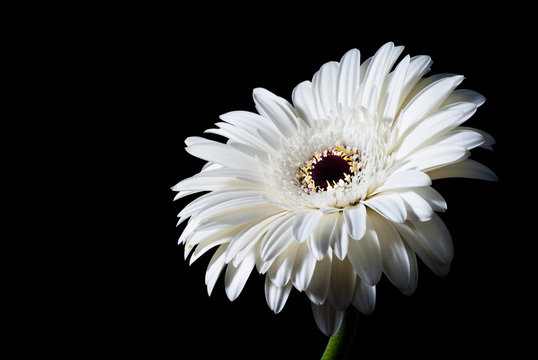 Fototapeta white gerbera on black
