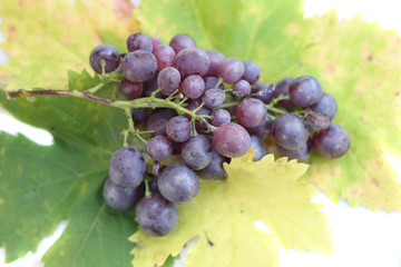 red grapes