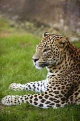 Fototapeta na wymiar Afrykański leopard na zielonej trawie