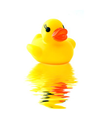 rubber yellow duck with reflection isolated