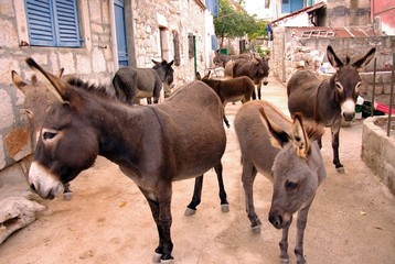 Donkeys in the streets of Vrulje at the island Kornat, Croatia