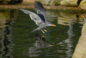inkaseeschwalbe, seeschwalbe, vogel