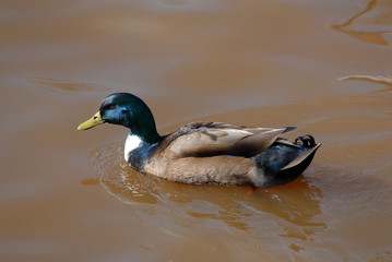 stockente, ente, vogel