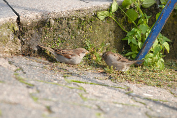 sperling, spatzen, vogel