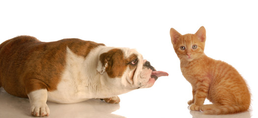 english bulldog sticking her tongue out at a little kitten