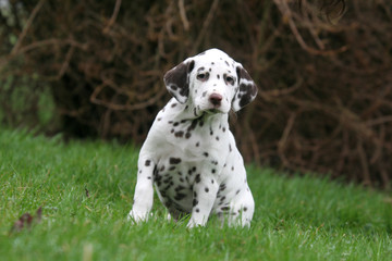 Petit chien dalmatien assis