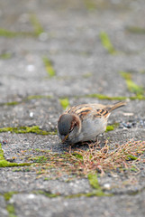 sperling, spatzen, vogel