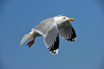 Möwe im Flug