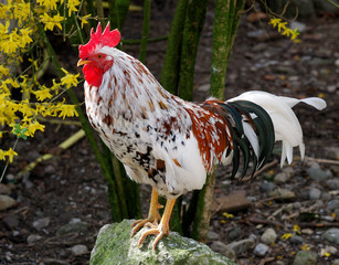 Rooster