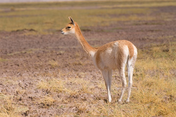 Vicuna (Vicgna vicugna) a Camelid from South America