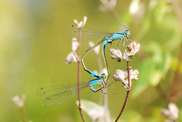 Mating damselflies