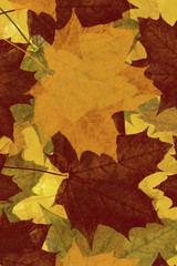 Herbstlaub Illustration