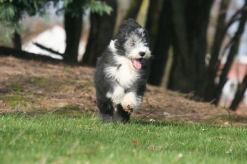 jeune bearded collie en train de courrir dans les bois