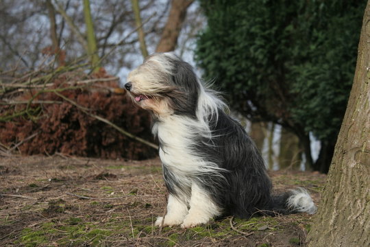 le bearded collie adulte assis les poils au vent