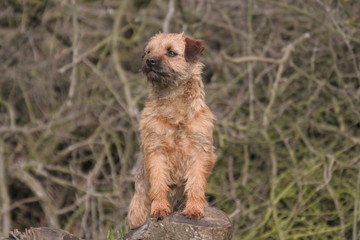 un border terrier tres fier sur son rocher