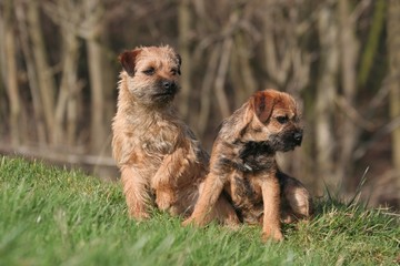 eux border terrier surpris par du bruit