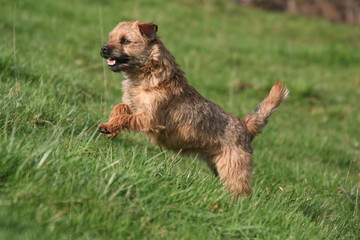 le border terrier tres content qui sautille &agrave; la campagne