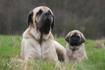 Obraz premium la maman mastiff et son chiot dans l'herbe la tete haute