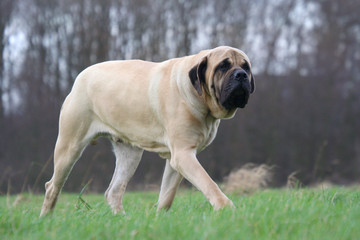 un adulte mastiff qui marche dans le jardin
