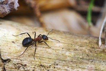 Rote Waldameise