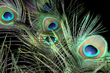 Peacock Feathers