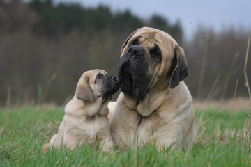 la maman et son chiot mastiff allongés dans l'herbe
