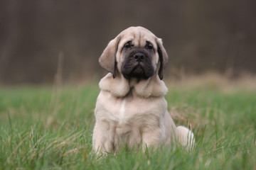 chiot mastiff à la campagne © Dogs