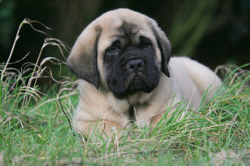 Obraz premium adorable chiot mastiff allongé dans l'herbe