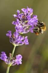 Lavendel mit Ackerhummel
