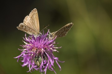 Bläulinge auf Blüte