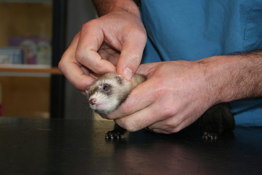 l'auscultation d'un furet chez le veterinaire