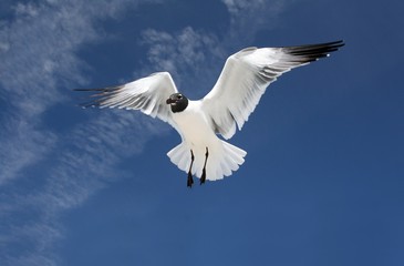 sea gull in mid flight