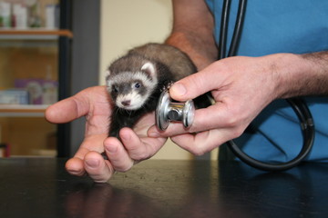 l'auscultation du furet au stetoscope