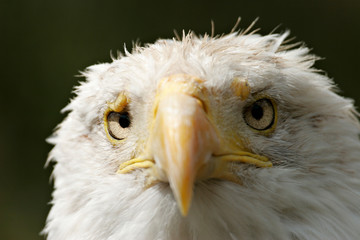 Regard perçant - Aigle Américain