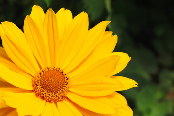 Yellow flower