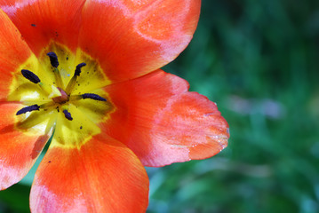 Tulip