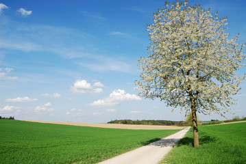 Flowering tree