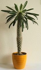 Pachypodium lamerei (Madagaskarpalme)