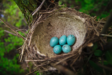 Nest with green eggs